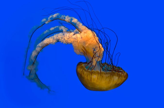 How photos evolved underwater