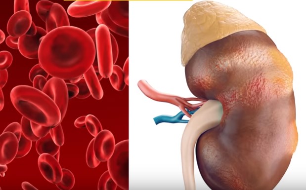 10 Signs Your Kidneys Are Crying for Help
