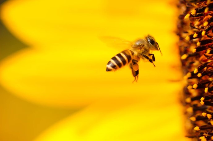 Scientists say bees can do basic math
