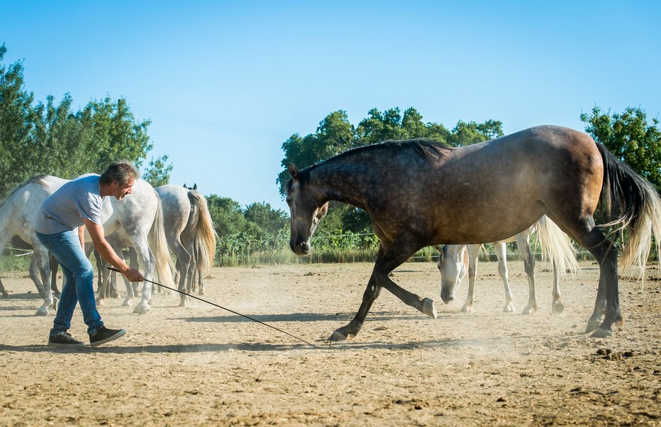 Meeting Horse-Whisperer Jean-Francois Pignon