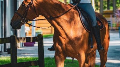 10 Important Facts about Horseback Riding Helmets