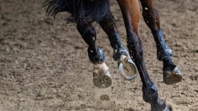 Recognizing and Preventing Exhaustion in Horses