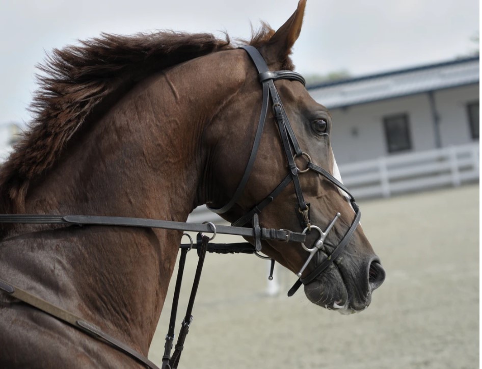 13 bridles you might like in your tack room