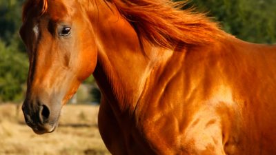 A new way to evaluate loss of muscle mass in horses