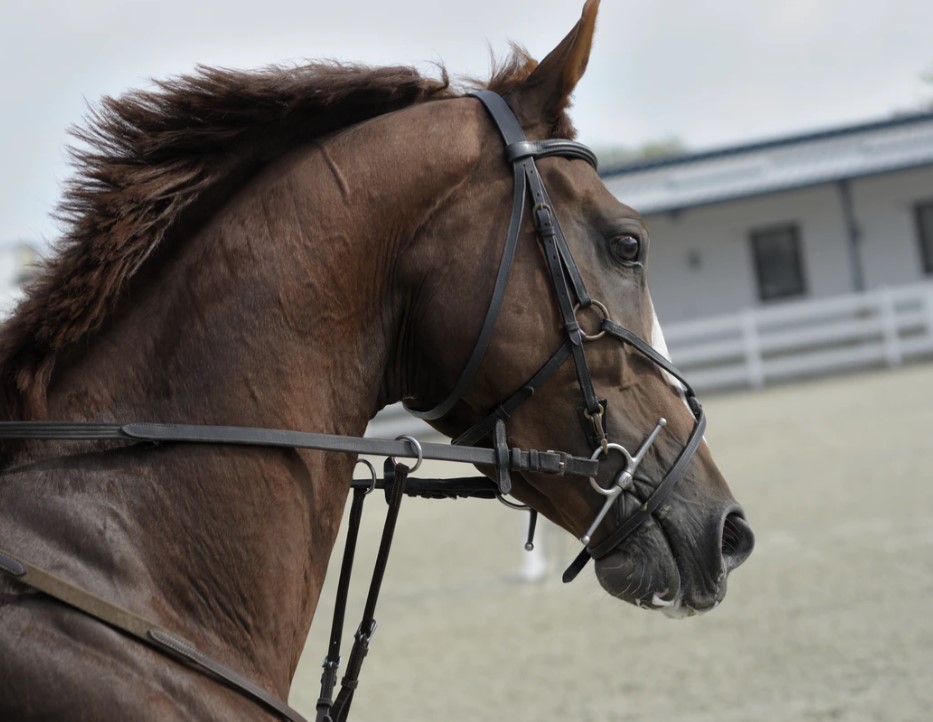 Is You Horse Hot or Overheated?