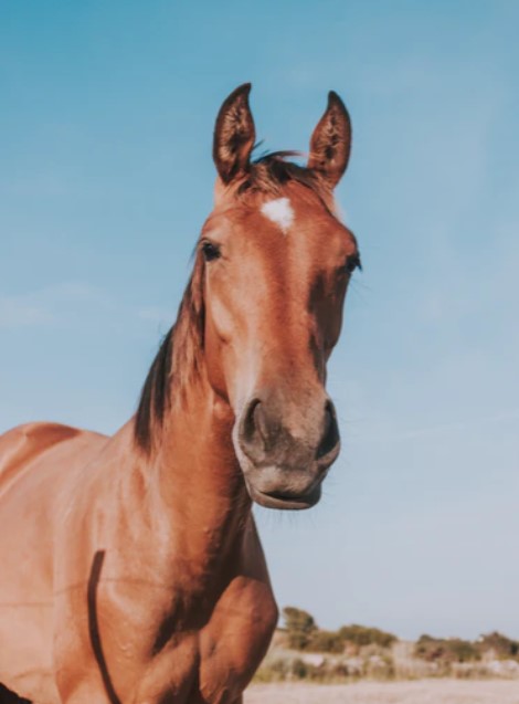 How To Diagnose Heaves In Horses
