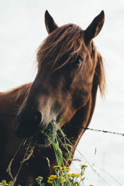 Is Grass Low In Protein? Horse Grazing Nutrition Explained!