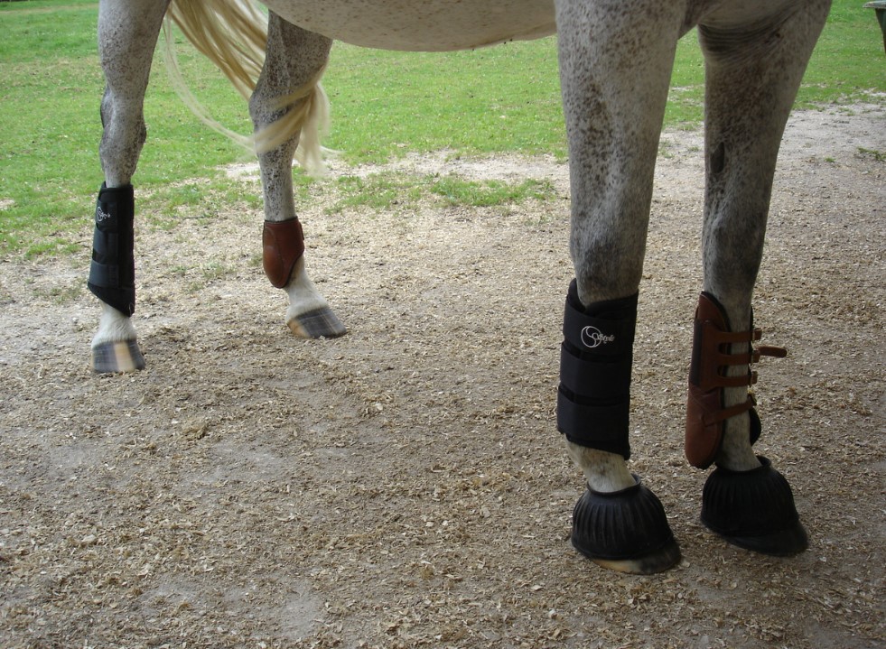 Best Soaking Boots for Horses