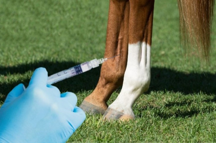 How Much Are Joint Injections For Horses?