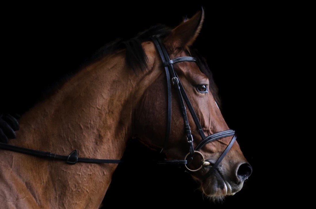 What is a Warmblood Horse?